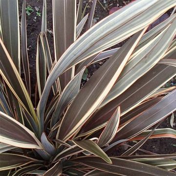 Phormium tenax Alison Blackman - New Zealand Flax