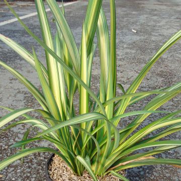 Phormium (x) tenax Golden Ray