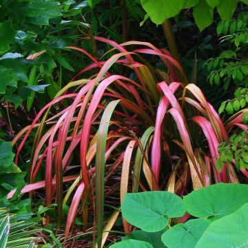 Phormium Jester - New Zealand Flax