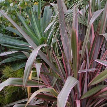 Phormium Pink Stripe - New Zealand Flax