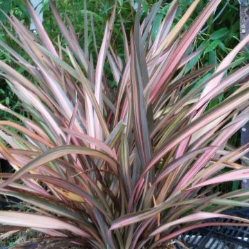 Phormium tenax Rainbow Sunrise - New Zealand Flax