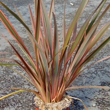 Phormium tenax Sundowner - New Zealand Flax
