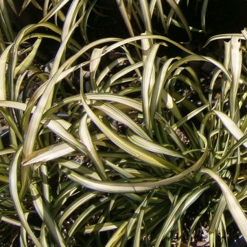 Phormium cookianum Blondie