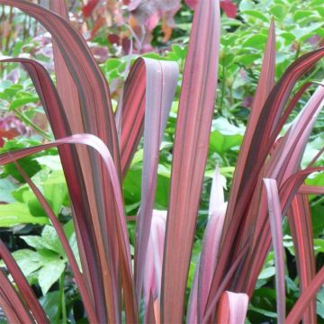 Phormium tenax Evening Glow - New Zealand Flax