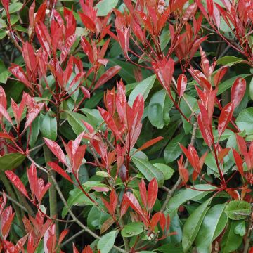 Photinia fraseri Little Red Robin - Christmas Berry