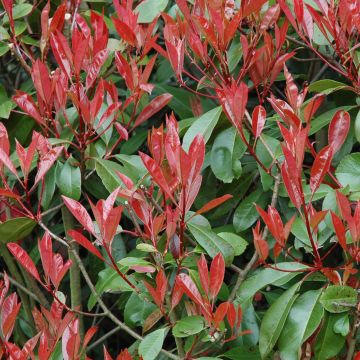 Photinia (x) fraseri Little Red Robin