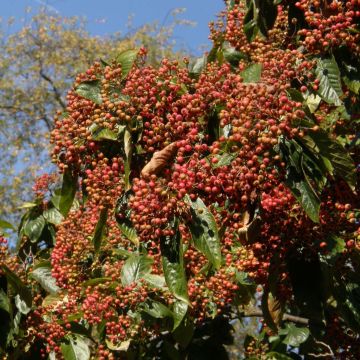 Photinia beauverdiana var. notabilis