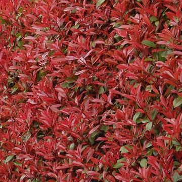 Photinia x fraseri 'Carré Rouge'