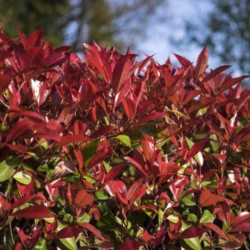 Photinia  fraseri Devils Dream - Christmas Berry