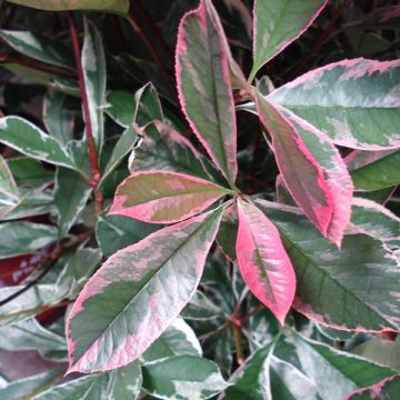 Photinia fraseri Pink Marble - Christmas Berry