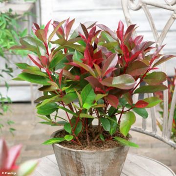 Photinia  fraseri Red Light - Christmas Berry