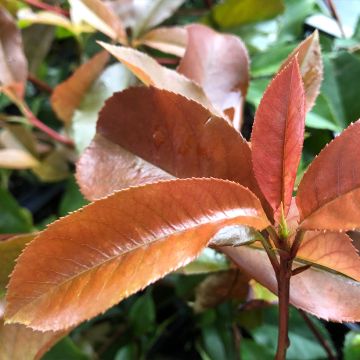 Photinia  fraseri Red Robin Blood - Christmas Berry