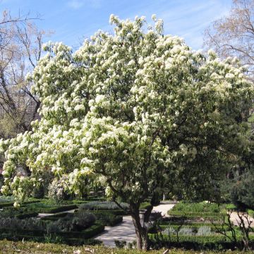 Photinia serratifolia