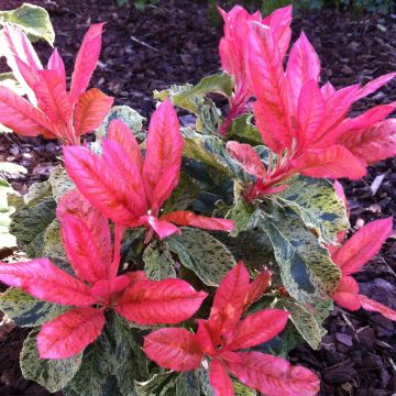 Photinia serratifolia Pink Crispy - Photinia de Chine panaché