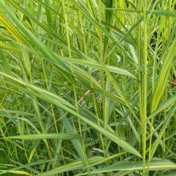 Phragmites autralis Variegatus - Roseau panaché