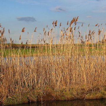 Phragmites australis