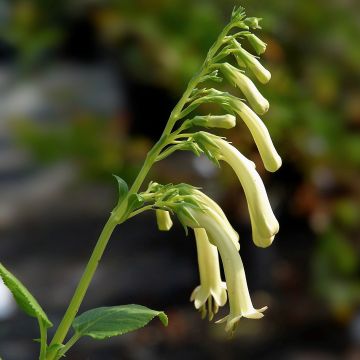 Phygelius aequalis Yellow Trumpet - Cape Fuchsia