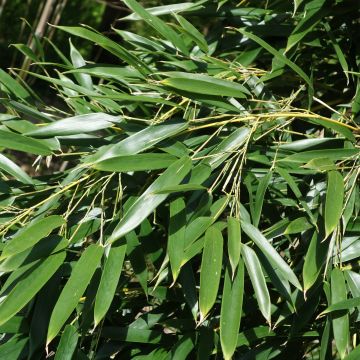 Phyllostachys aureosulcata f. alata - Bamboo