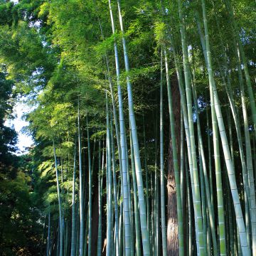 Phyllostachys edulis - Moso Bamboo