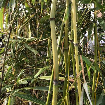 Phyllostachys flexuosa -Sinuate Bamboo
