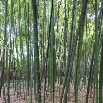 Phyllostachys glauca - Blue Bamboo
