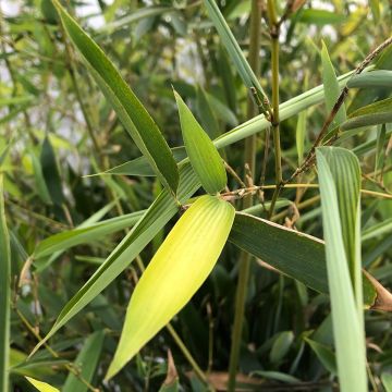 Phyllostachys heteroclada - Giant Bamboo