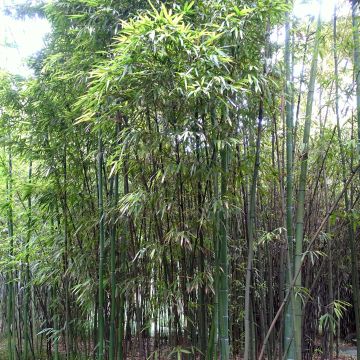Phyllostachys iridescens - Bamboo