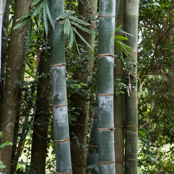 Phyllostachys nigra Henonis - Black Bamboo