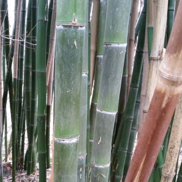 Phyllostachys parviflora - Giant Bamboo