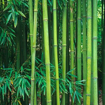 Phyllostachys viridiglaucescens - Green-glaucous Bamboo