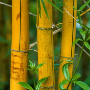 Phyllostachys viridis Sulphurea - Golden Chinese Bamboo