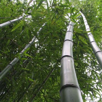 Phyllostachys vivax Huangwenzhu - Bambou géant.