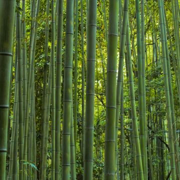 Phyllostachys vivax MacClure - Golden Chinese Timber Bamboo