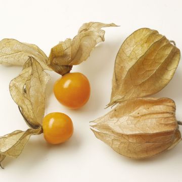 Physalis Goldita