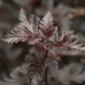 Physocarpus opulifolius Midnight - Ninebark