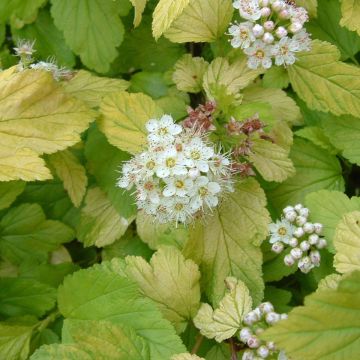 Physocarpus opulifolius Darts Gold - Ninebark