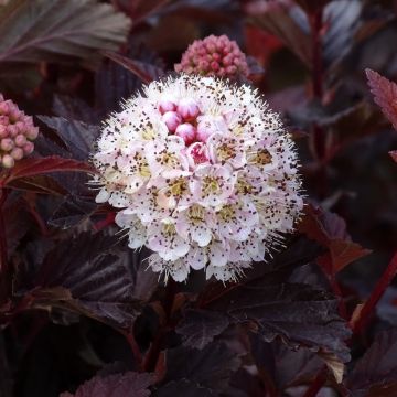 Physocarpus opulifolius Lady in Red - Ninebark