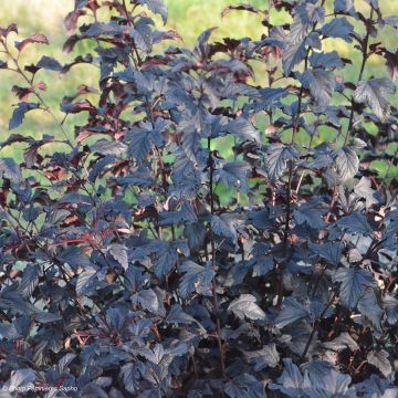 Physocarpus opulifolius All Black - Ninebark