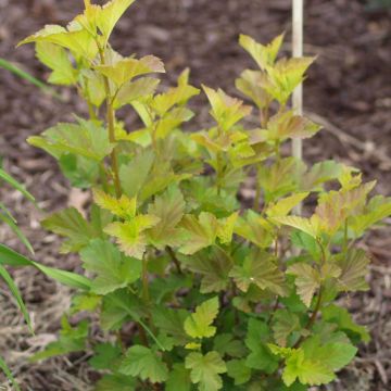 Physocarpus opulifolius Amber Jubilee - Ninebark