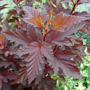 Physocarpus opulifolius Little Angel - Ninebark