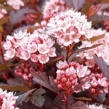 Physocarpus opulifolius Little Joker ('Hoogi021')