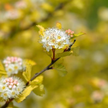 Physocarpus opulifolius Luteus - Ninebark