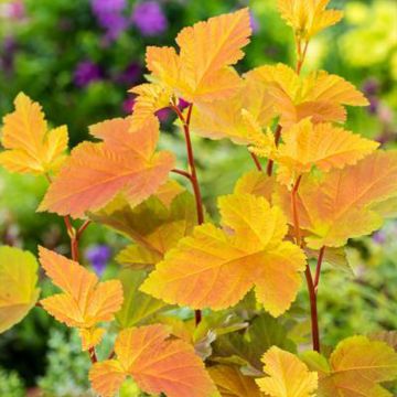 Physocarpus opulifolius Magic Ball - Ninebark