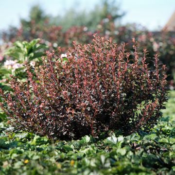 Physocarpus opulifolius Magical Sweet Cherry Tea - Ninebark