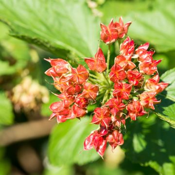 Physocarpus opulifolius Magical Spring Sapphire - Ninebark