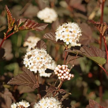 Physocarpus opulifolius Perspectiva - Ninebark