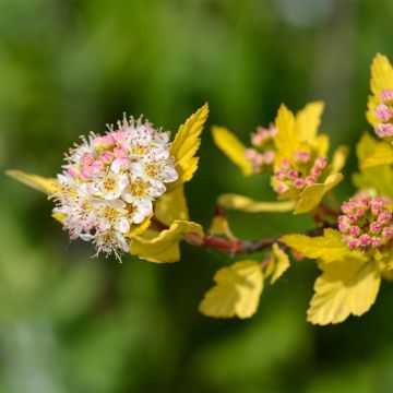 Physocarpus opulifolius Tiny Wine Gold - Ninebark