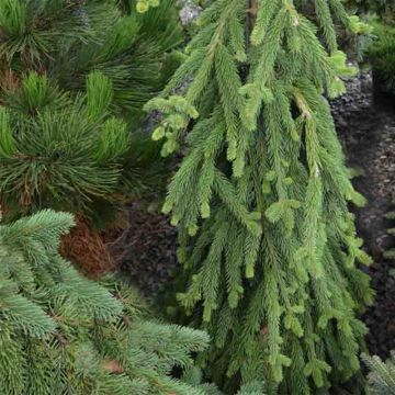 Picea abies Frohburg - Norway Spruce