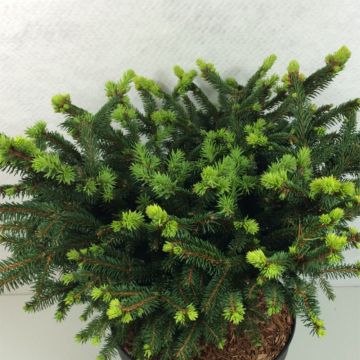 Picea abies Hana Subutus - Norway Spruce