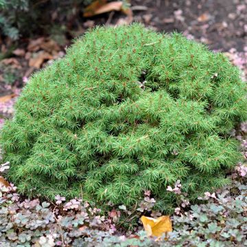 Picea glauca Alberta Globe - White Spruce